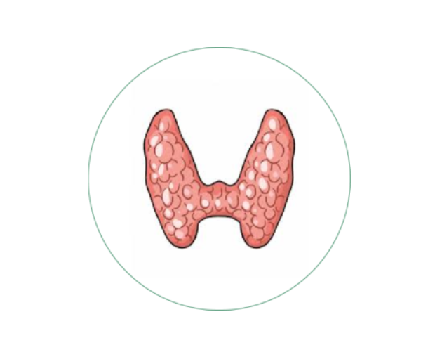 Homeopathy treatment for Hyperactive Thyroid in Dubai